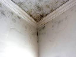 Best Real Estate Mold Inspection  in Eastvale, CA