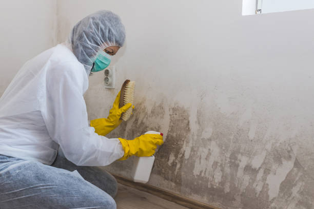 Best Mold Documentation for Insurance Claims  in Eastvale, CA